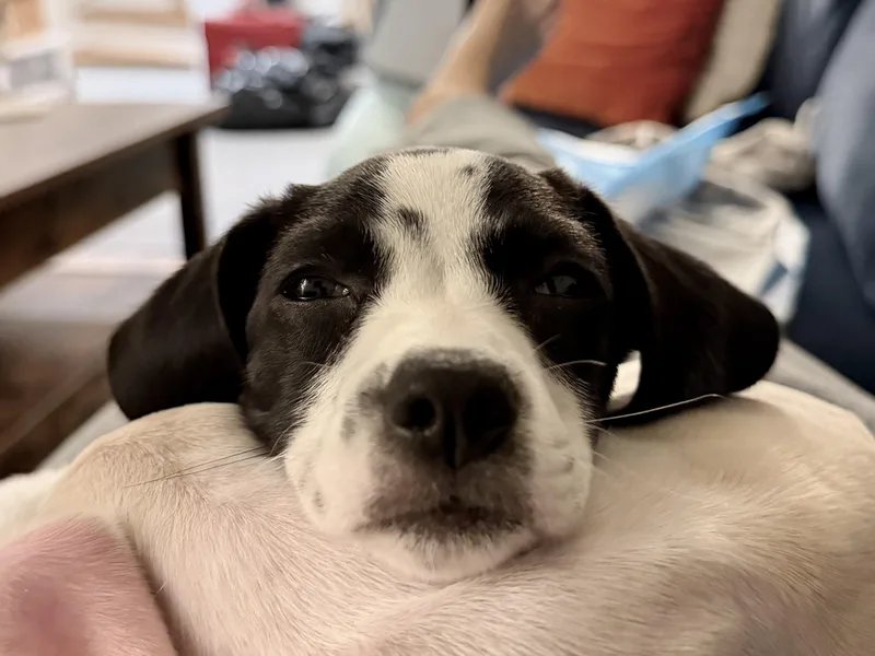 A baby small-sized female Tricolor (Brown, Black, & White) Chihuahua dog named Rigatoni for adoption in Brooklyn, NY
