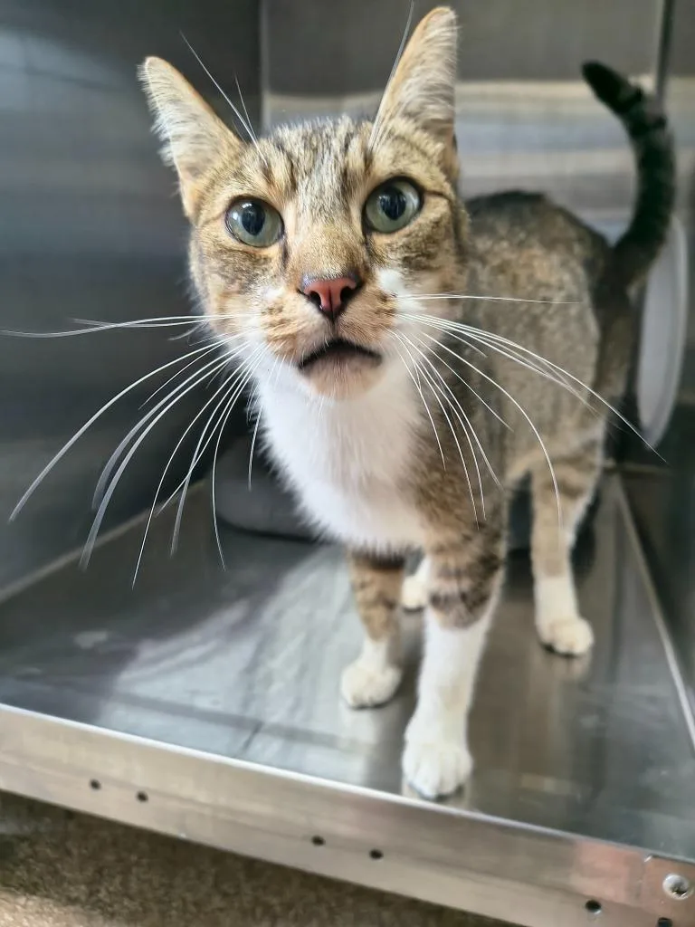 An adult medium-sized male Domestic Short Hair cat named Enzo for adoption in Maryville, TN