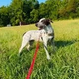 A baby medium-sized male Australian Cattle Dog / Blue Heeler dog named Jack for adoption in Moyock, NC