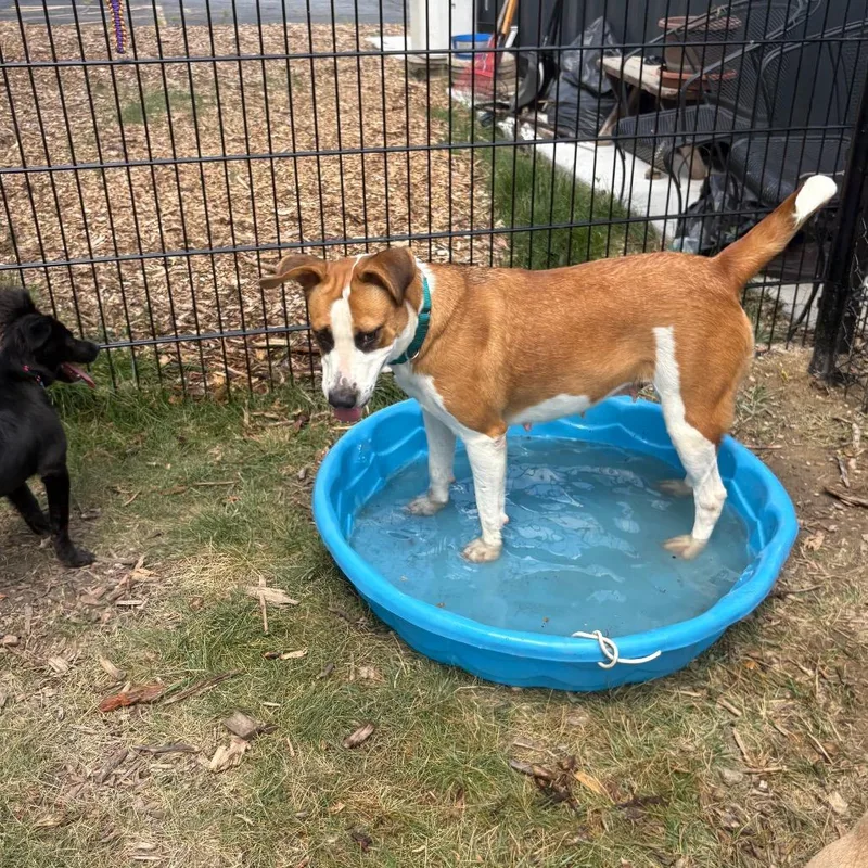 An adult large-sized female Yellow / Tan / Blond / Fawn Hound dog named Ruthie for adoption in Wheeling, IL