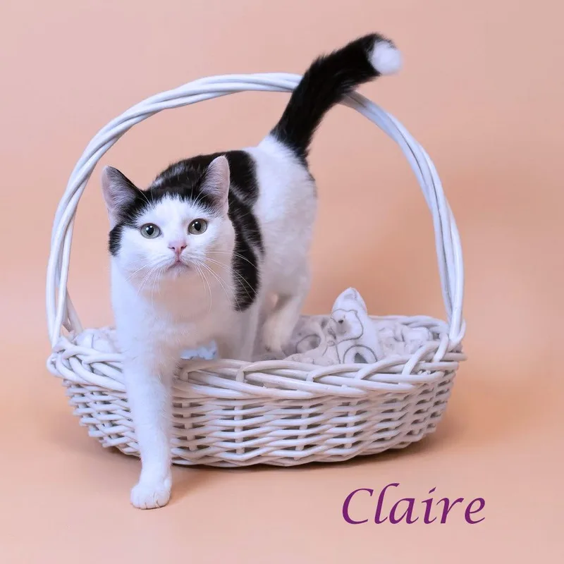 An adult medium-sized female White Domestic Short Hair cat named Claire C for adoption in Lebanon, TN
