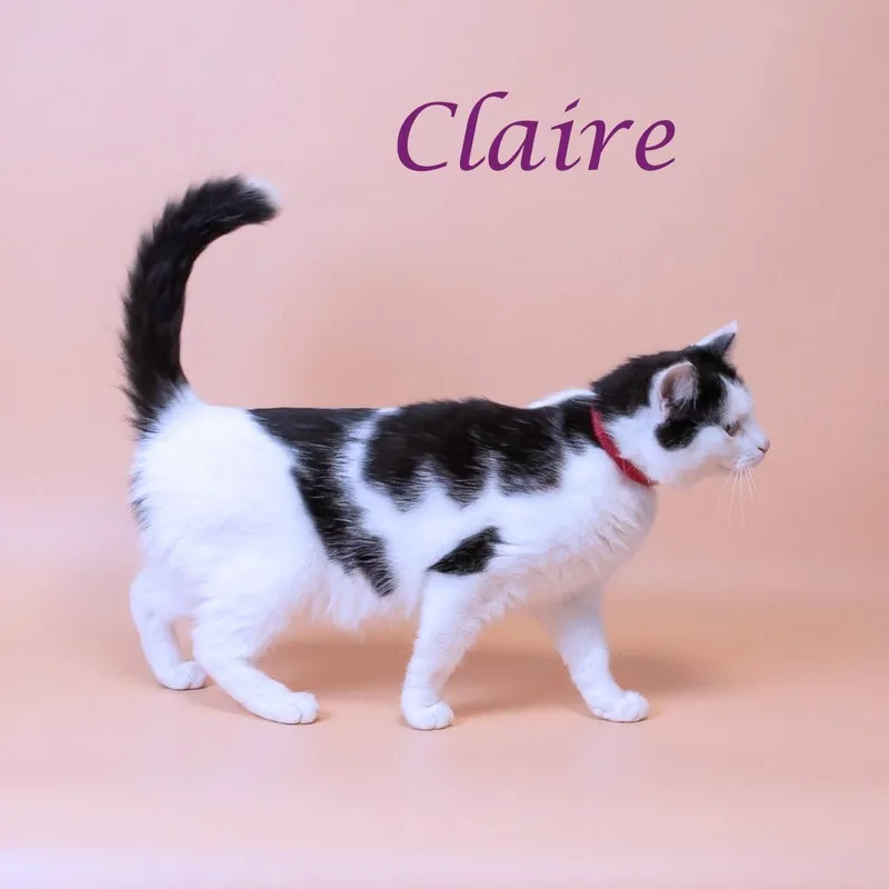Claire C thumbnail 2