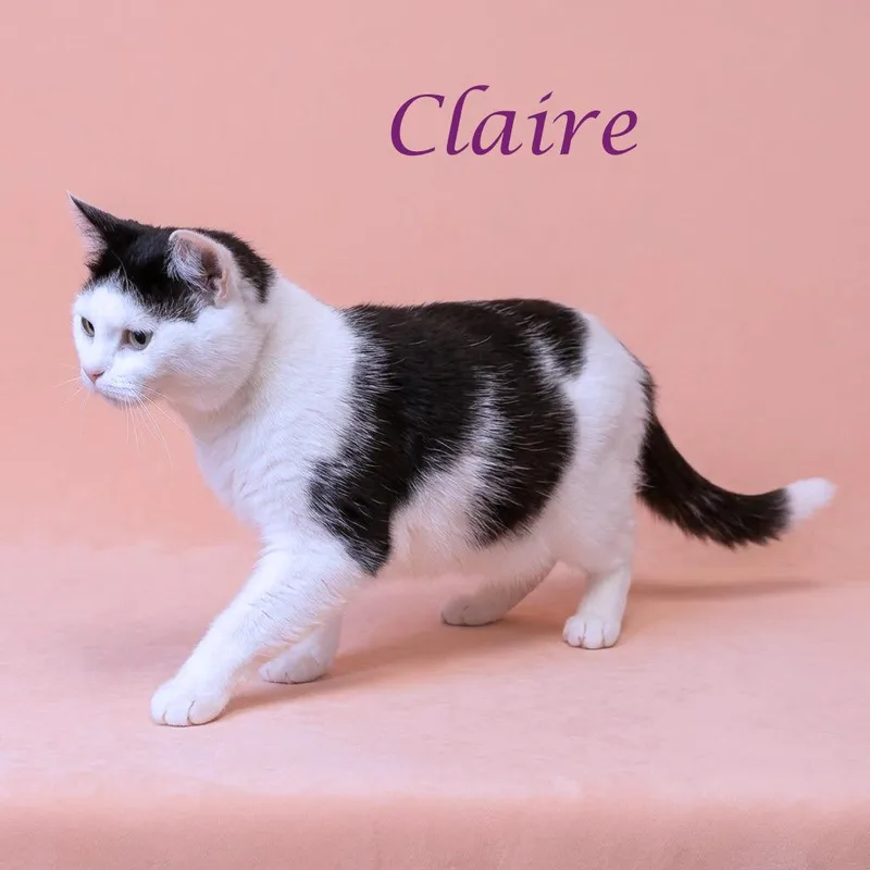 Claire C thumbnail 4