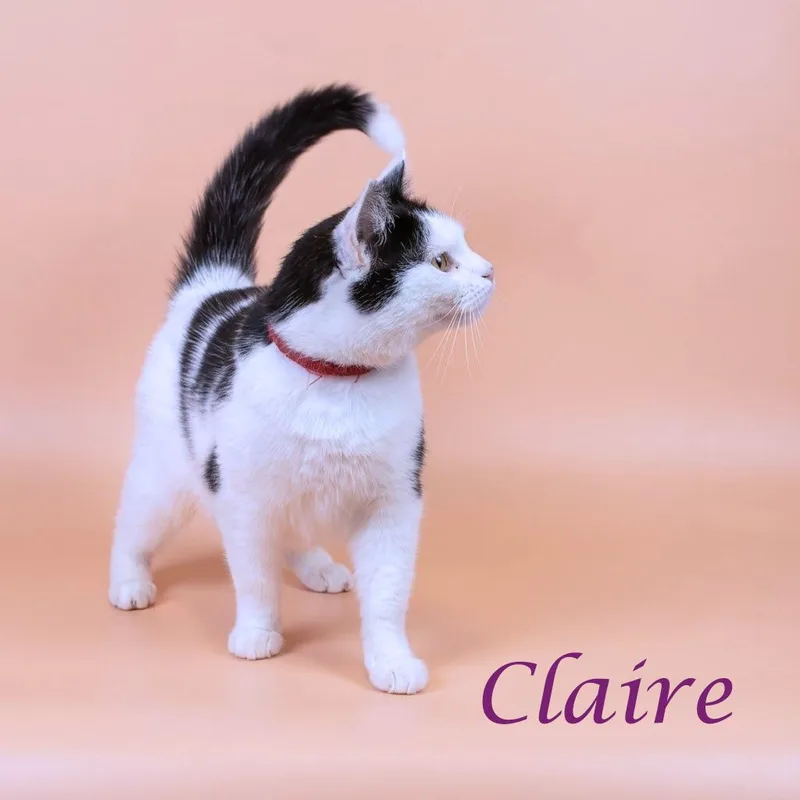 Claire C thumbnail 5