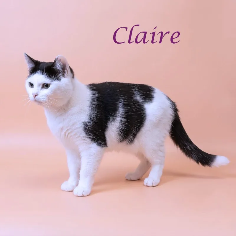 Claire C thumbnail 6
