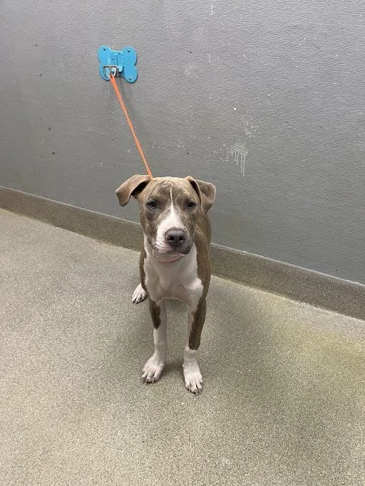 A young large-sized male Pit Bull Terrier dog named Gumdrop for adoption in Las Vegas, NV