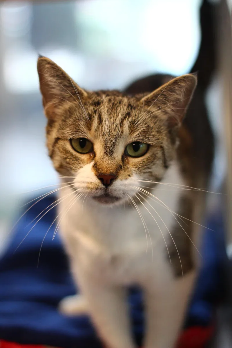 A young medium-sized female Domestic Short Hair cat named Maylene for adoption in Toledo, OH
