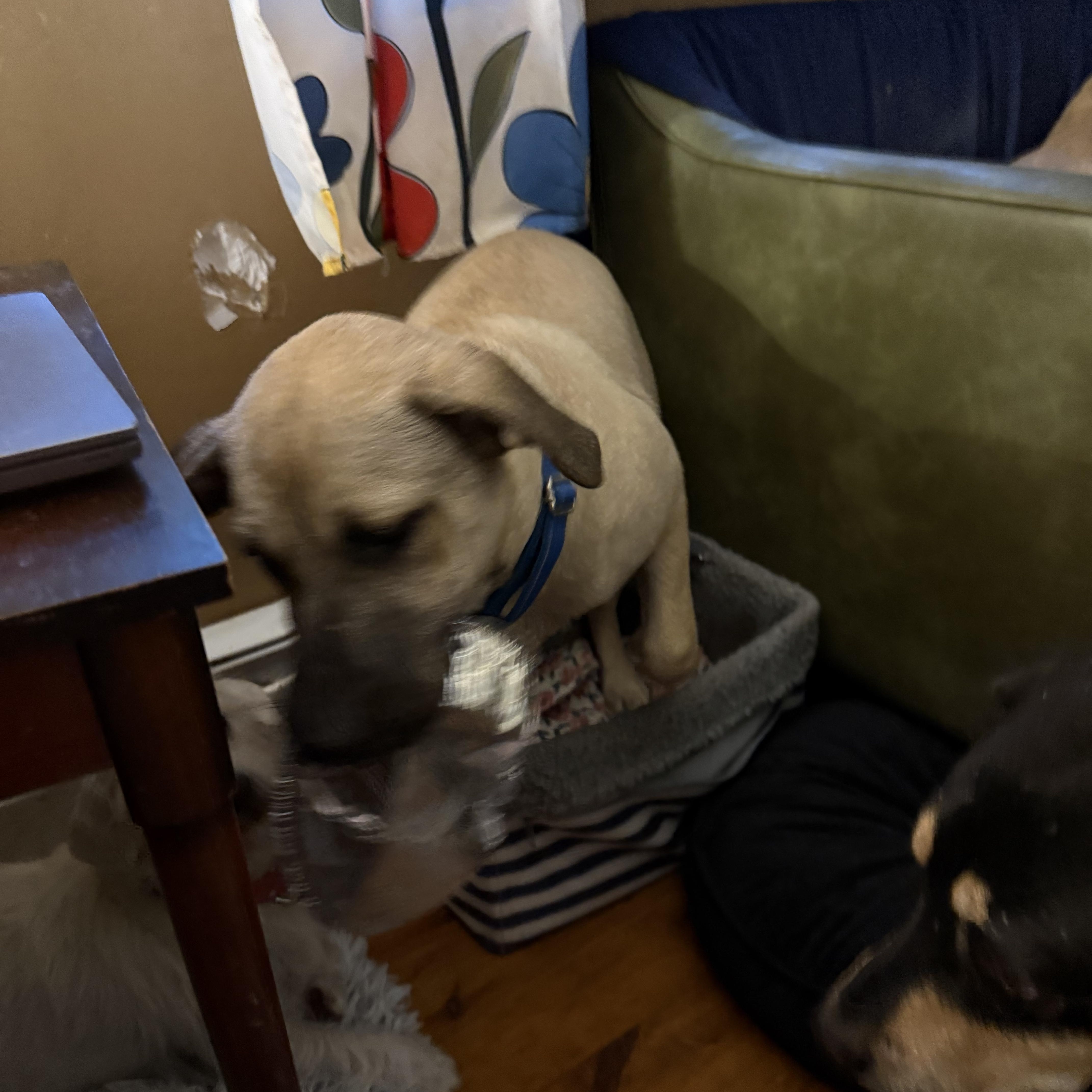 A young large-sized male Mixed Breed dog named Piper for adoption in Pleasant Valley, NY