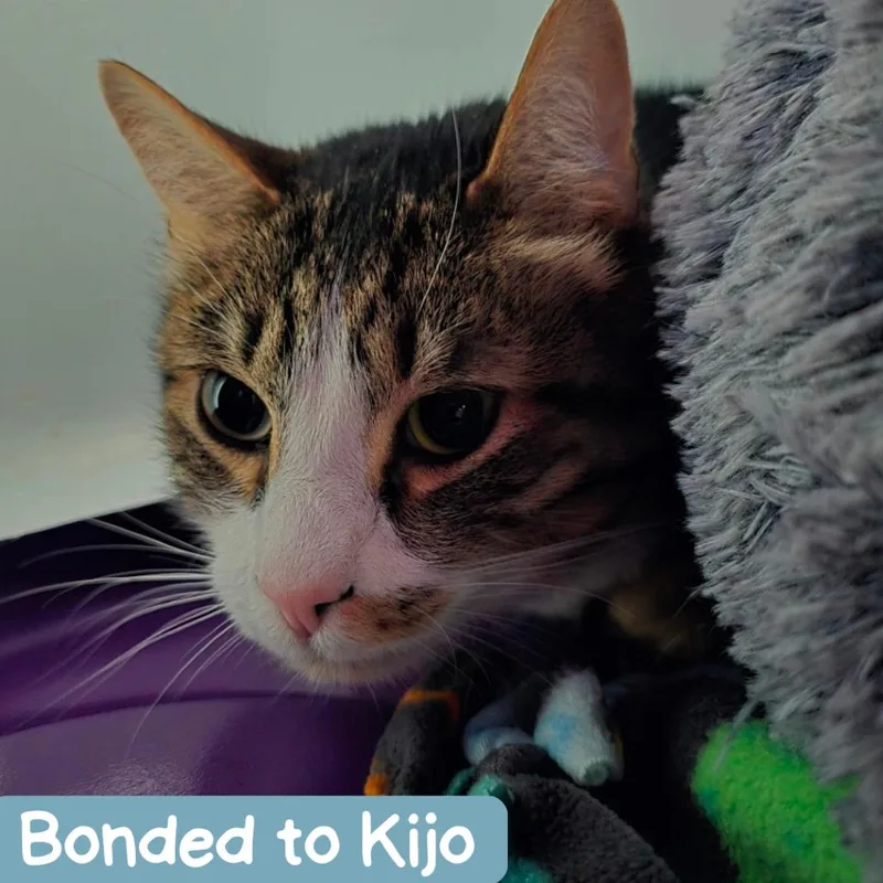 A senior large-sized male Brown / Chocolate Domestic Short Hair cat named Hodor for adoption in Denver, CO