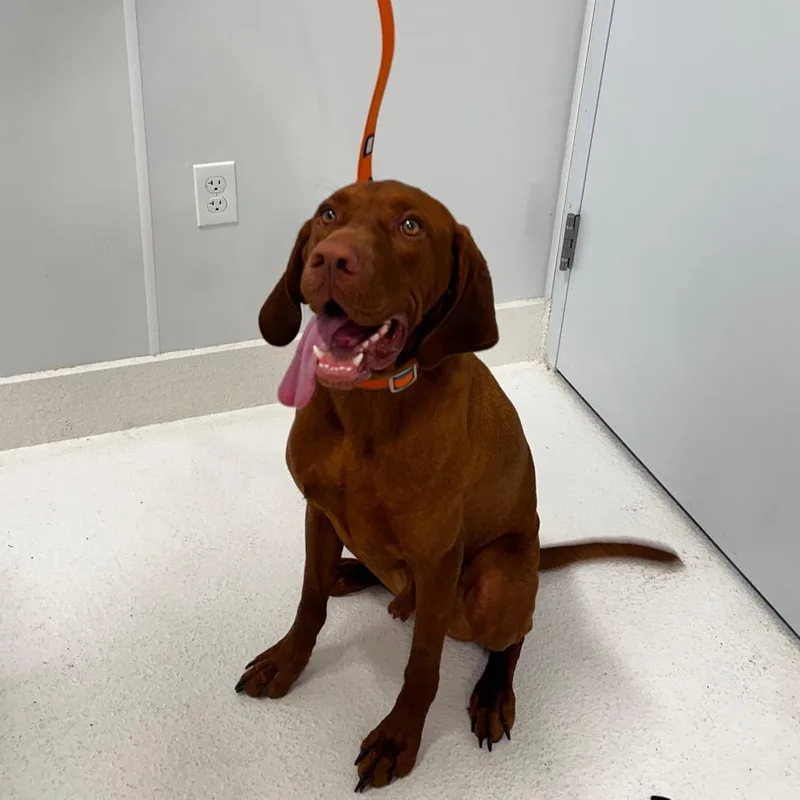 An adult large-sized male Red / Chestnut / Orange Vizsla dog named Copper for adoption in Middletown, NY