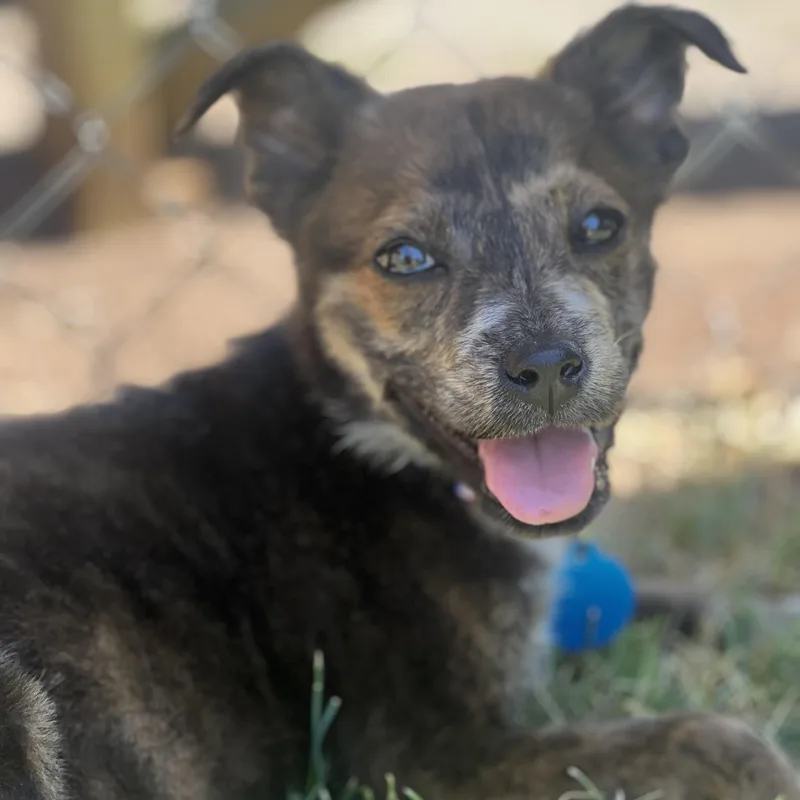 A baby medium-sized female Brindle Terrier dog named Olive for adoption in Greensboro, NC
