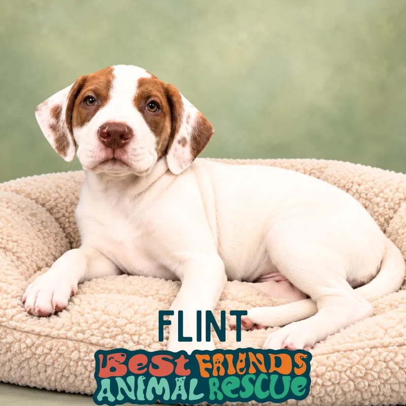 A baby small-sized male White / Cream American Bulldog dog named Flint for adoption in Wasilla, AK