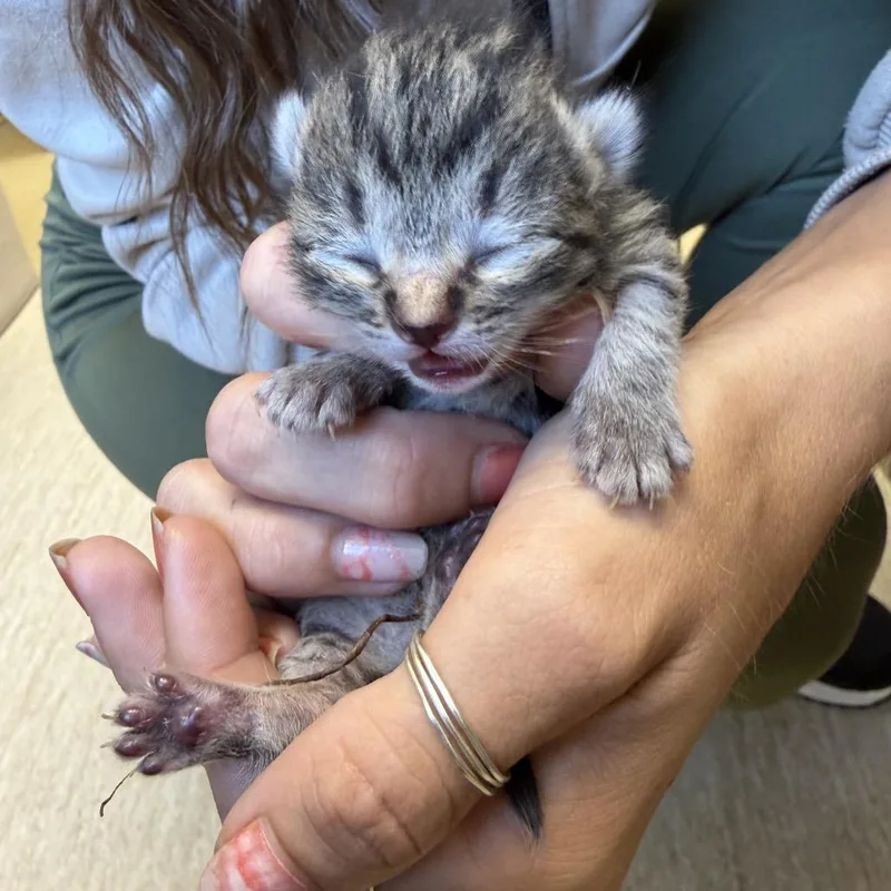 A baby small-sized male Domestic Medium Hair cat named Cinnamon toast crunch for adoption in Red House, WV