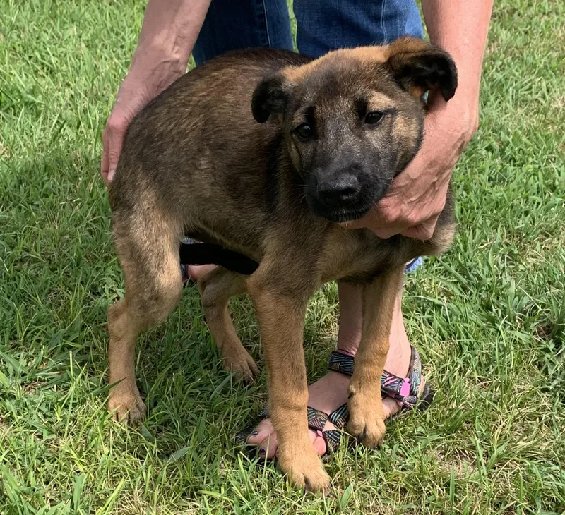 A young medium-sized female Terrier dog named Arista for adoption in Chattanooga, TN