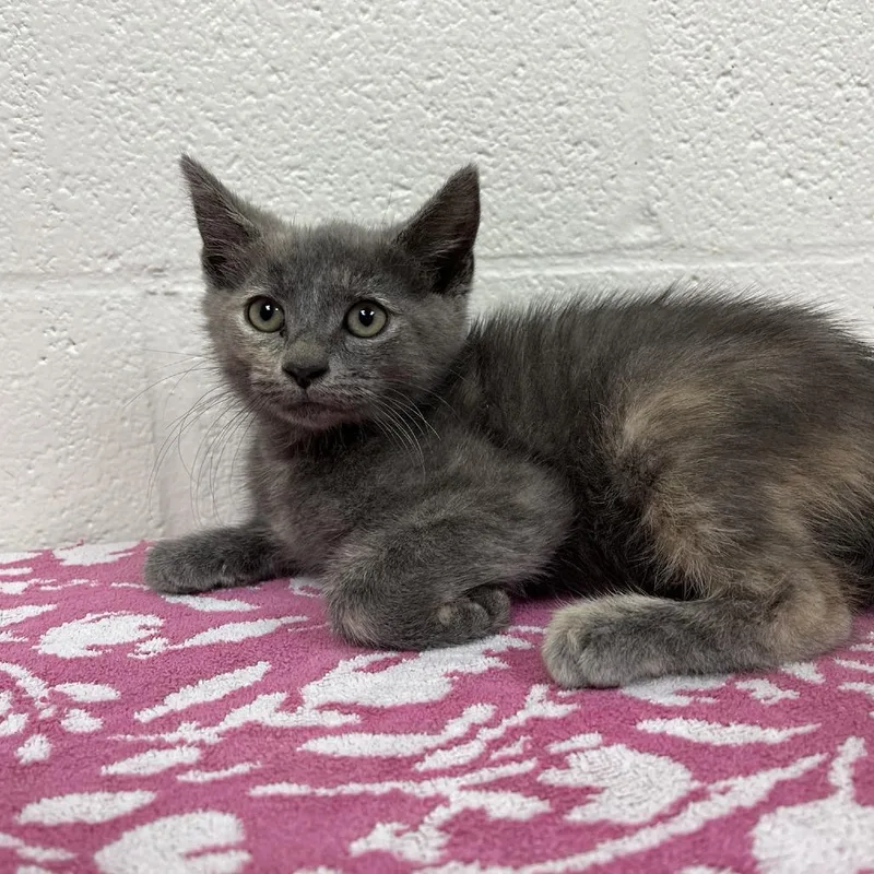 A baby small-sized female Domestic Short Hair cat named Meg for adoption in Harrisonburg, VA
