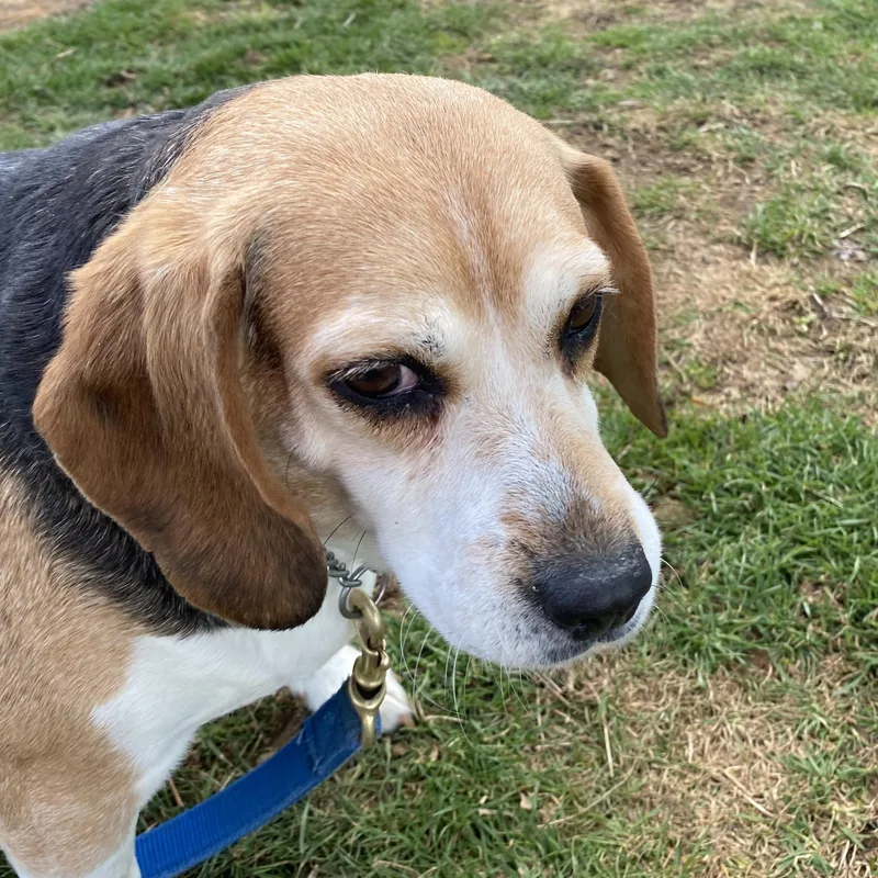 Big Bertha thumbnail 3