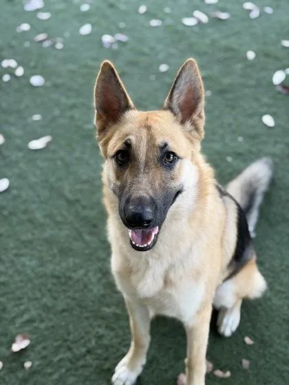 A young large-sized female Sable German Shepherd Dog dog named Venus for adoption in Sacramento, CA