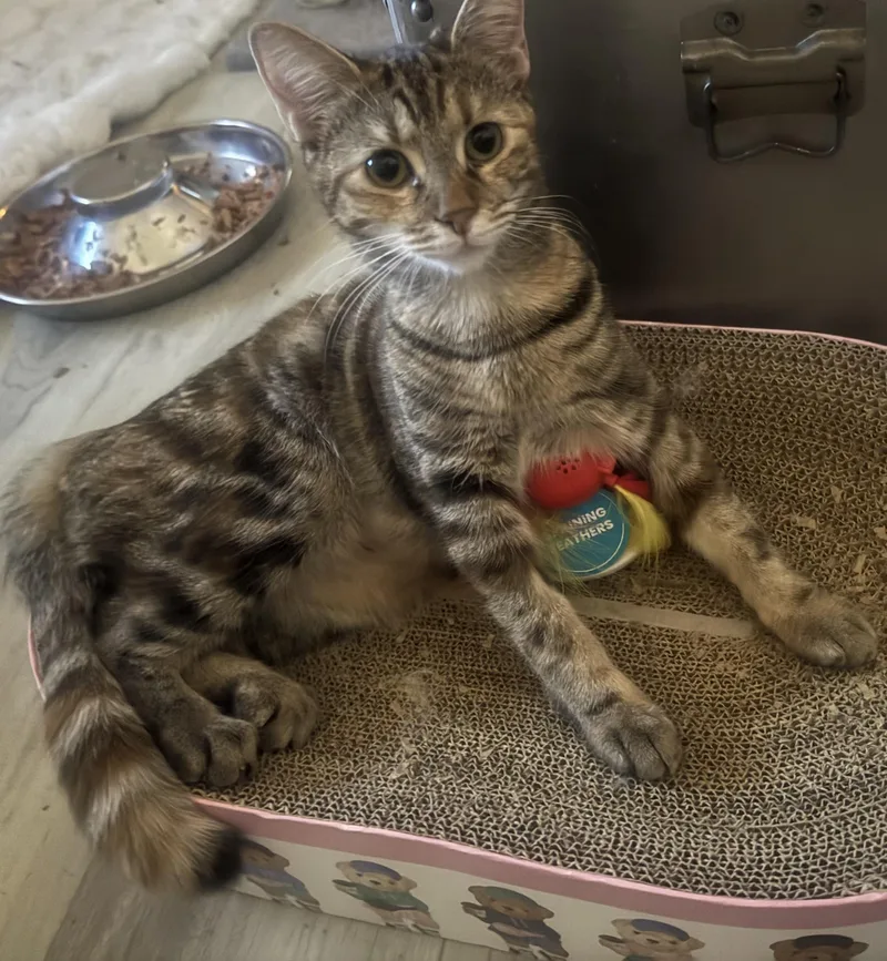 A young small-sized female Tortoiseshell cat named Zoe for adoption in Palm City, FL