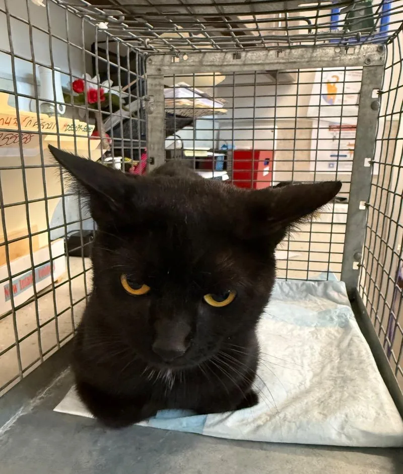A young small-sized male Domestic Short Hair cat named Clyde for adoption in Clarksville, TN