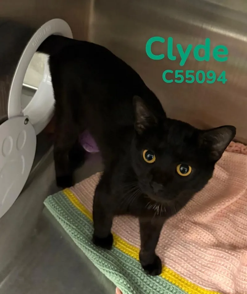 Clyde thumbnail 2
