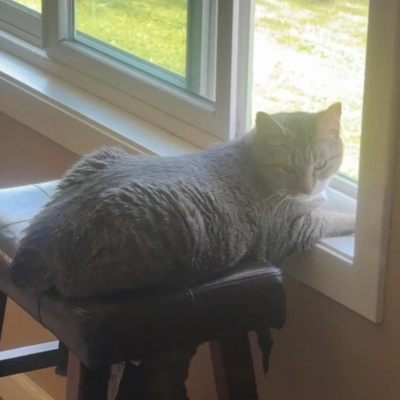 An adult small-sized female Gray / Blue / Silver Domestic Short Hair cat named Gypsy for adoption in Sioux Falls, SD