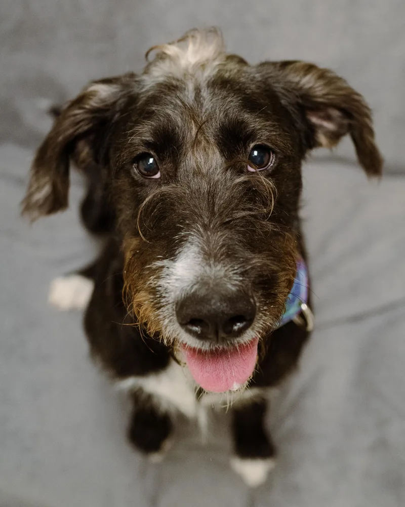 A young medium-sized male Black Terrier dog named Buzz for adoption in Cincinnati, OH
