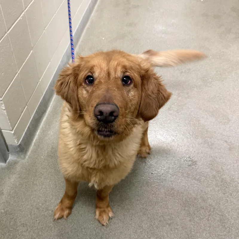 An adult large-sized male Golden Retriever dog named Waffles for adoption in Kearney, NE