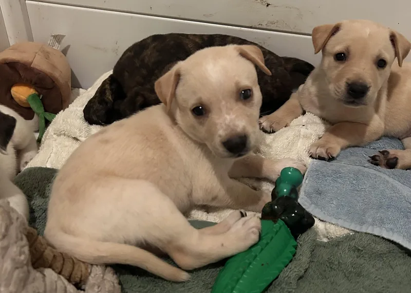 A baby medium-sized female Golden Shepherd dog named Golden Girl for adoption in Georgetown, TX
