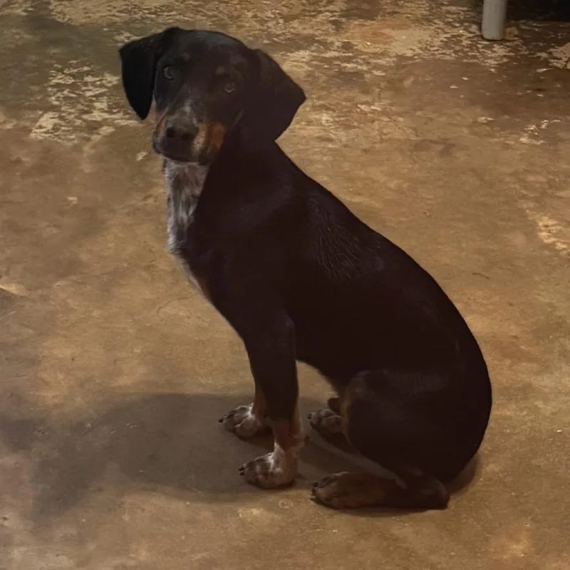 An adult small-sized male Beagle dog named Wally for adoption in Brownsboro, AL