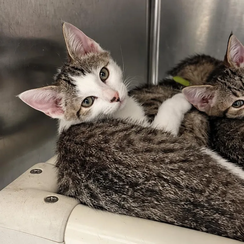 A baby small-sized male Brown / Chocolate Domestic Short Hair cat named Vortex for adoption in Concord, NC