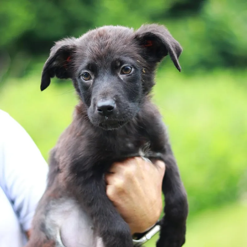 A baby large-sized male Black German Shepherd Dog dog named CT Bud for adoption in Eastford, CT