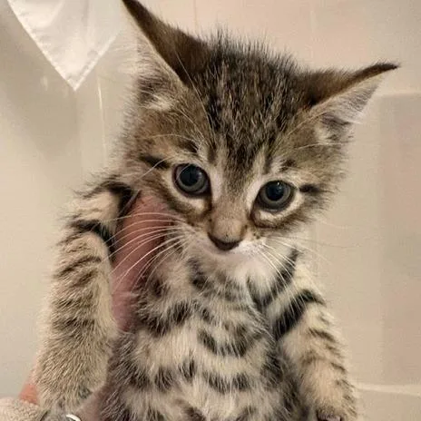 A baby small-sized female Brown / Chocolate Domestic Short Hair cat named Bri for adoption in Chesapeake, VA