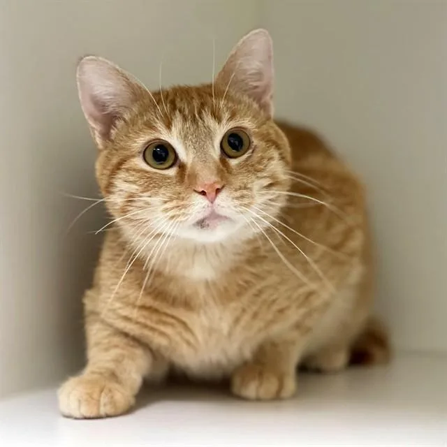 A young medium-sized male Domestic Short Hair cat named Ricky for adoption in Edmond, OK
