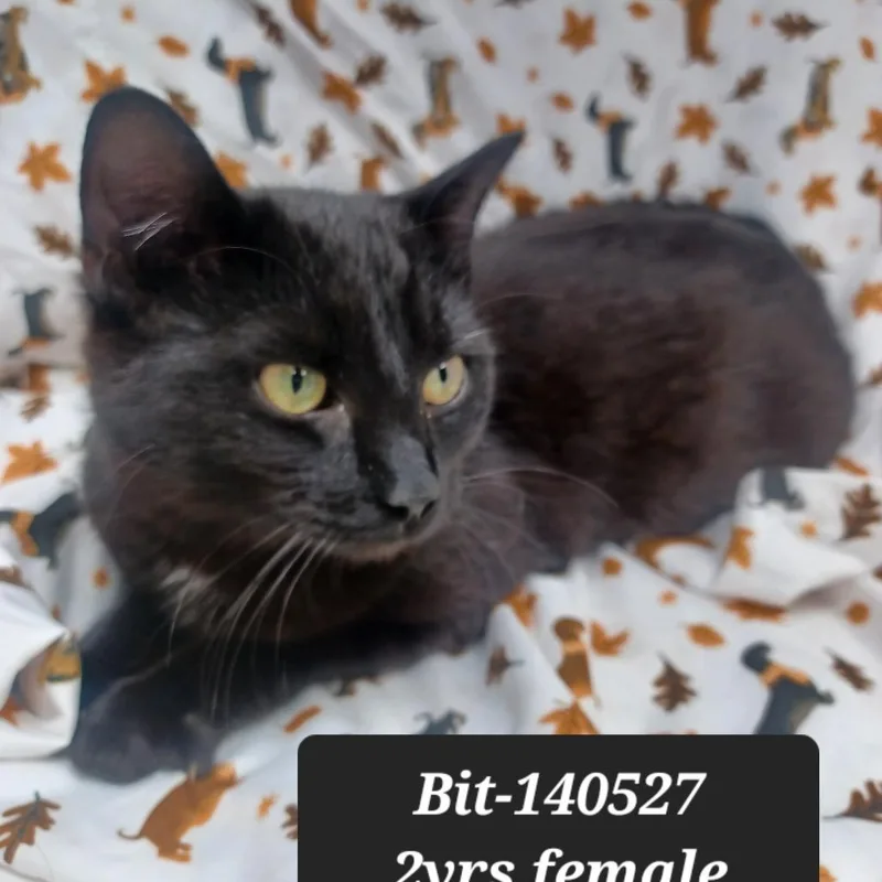 An adult small-sized female Domestic Short Hair cat named Bit for adoption in New Tazewell, TN