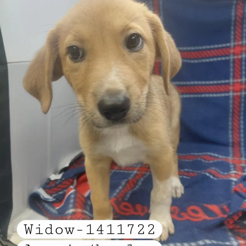 A baby small-sized female Shepherd dog named Widow for adoption in New Tazewell, TN
