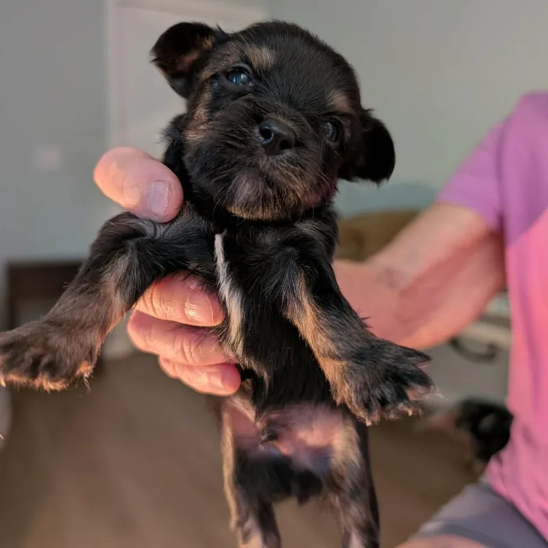 A baby small-sized male Black Shih Tzu dog named Whiskey for adoption in Hollister, FL