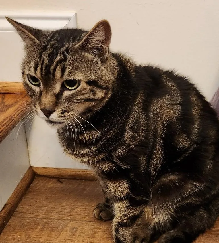 An adult medium-sized male American Shorthair cat named Max for adoption in Lancaster, VA