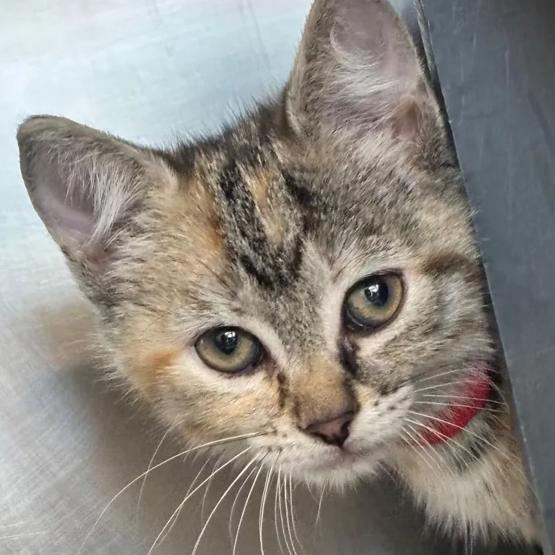 A baby small-sized female Domestic Short Hair cat named Pop for adoption in Chicago, IL