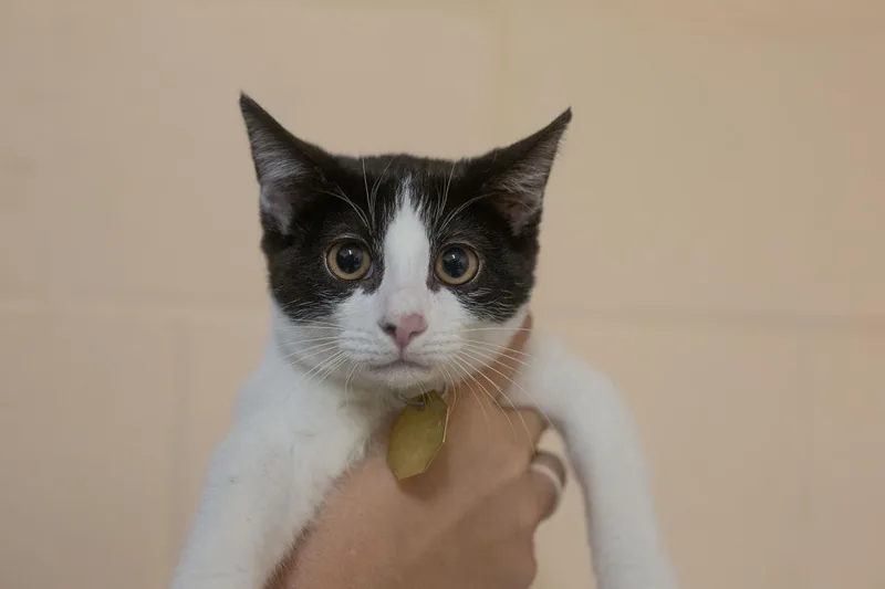 A baby small-sized female Domestic Short Hair cat named Myka for adoption in Mountain Home, AR