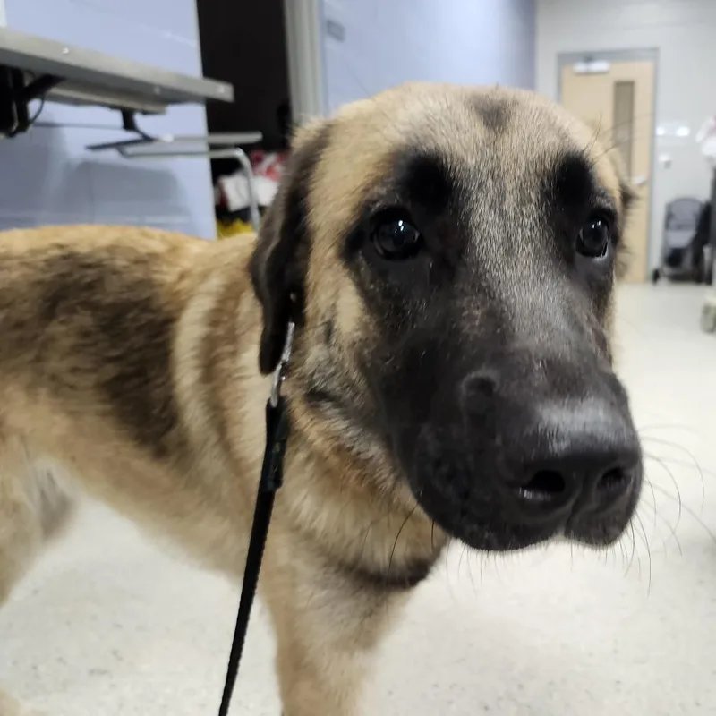 An adult large-sized female Yellow / Tan / Blond / Fawn Mixed Breed dog named Buffy for adoption in Jacksonville, FL