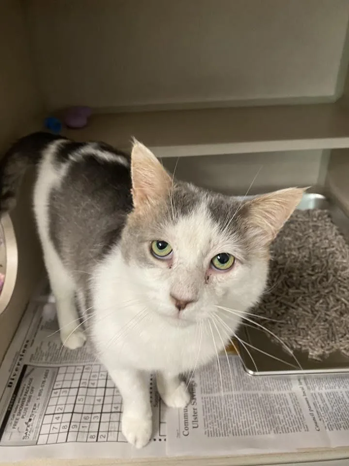 An adult large-sized male Domestic Short Hair cat named Harvard for adoption in Beacon, NY