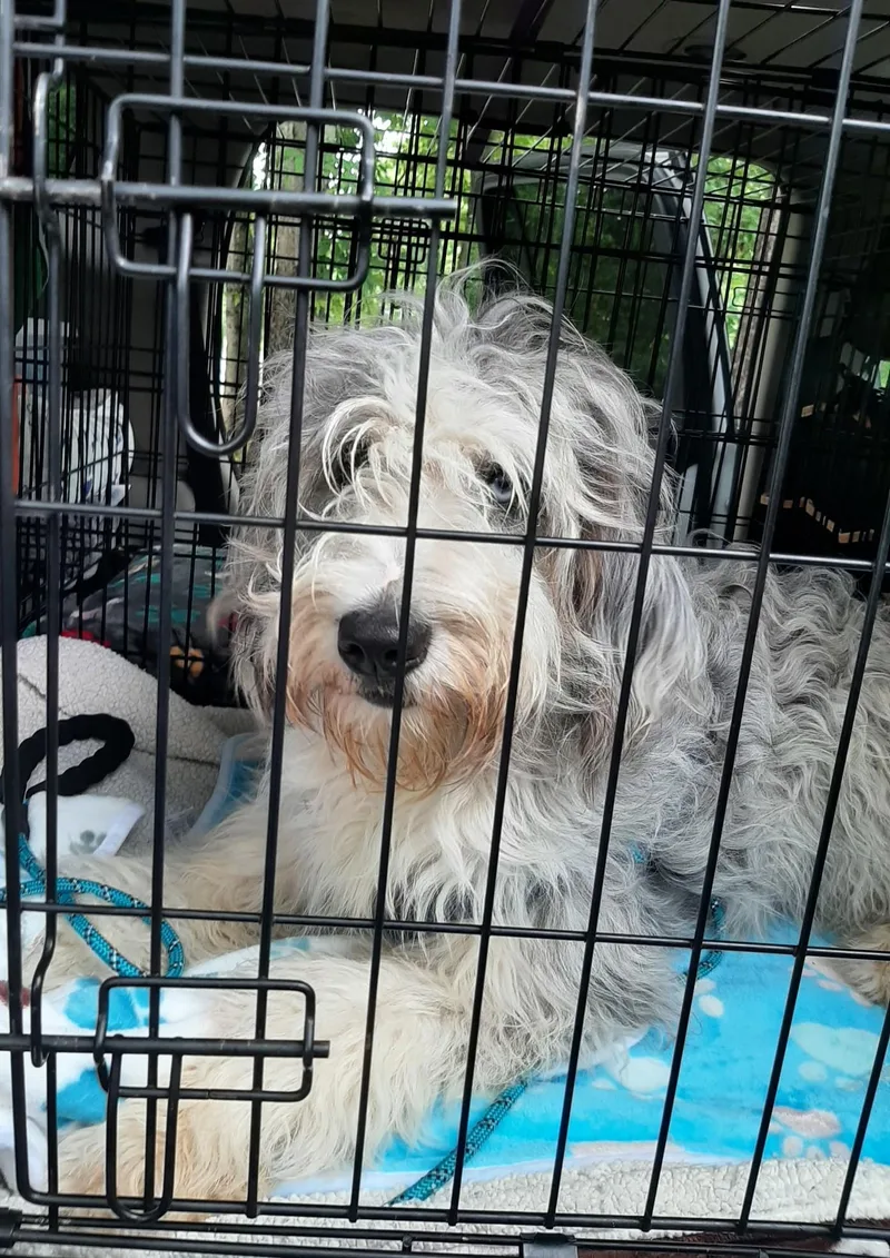 A young medium-sized female Merle (Blue) Aussiedoodle dog named Tallulah for adoption in Falls Church, VA