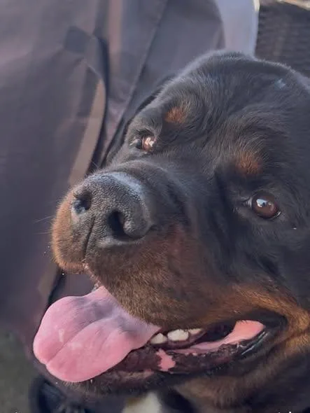 An adult large-sized male Rottweiler dog named Zeus Wilmington for adoption in Chapel Hill, NC