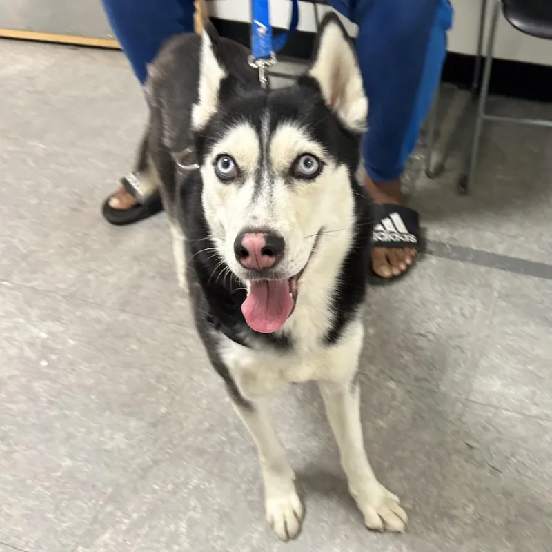 Peggy Sue thumbnail 2