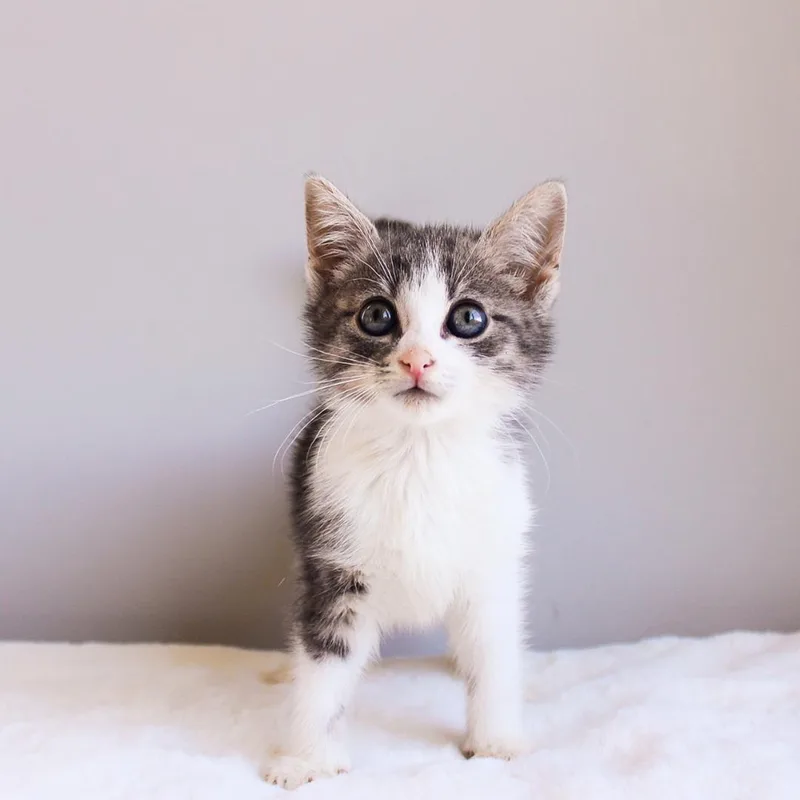 A baby medium-sized female Gray / Blue / Silver Domestic Short Hair cat named Daphne for adoption in Wayne, NJ