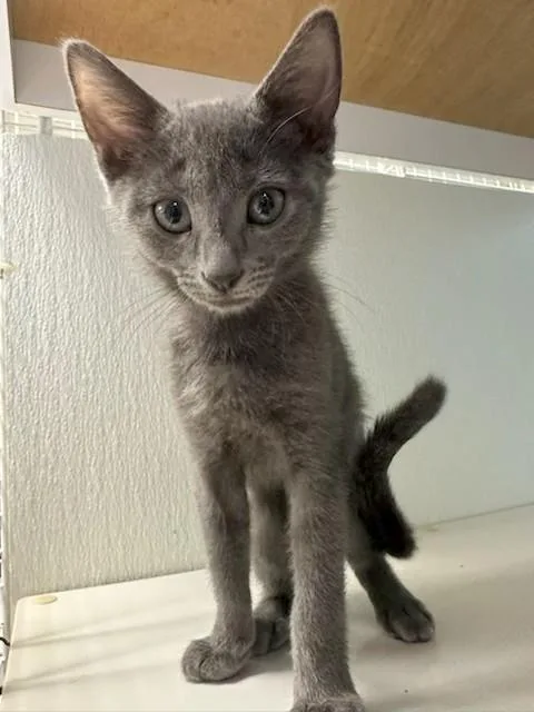 Lulu