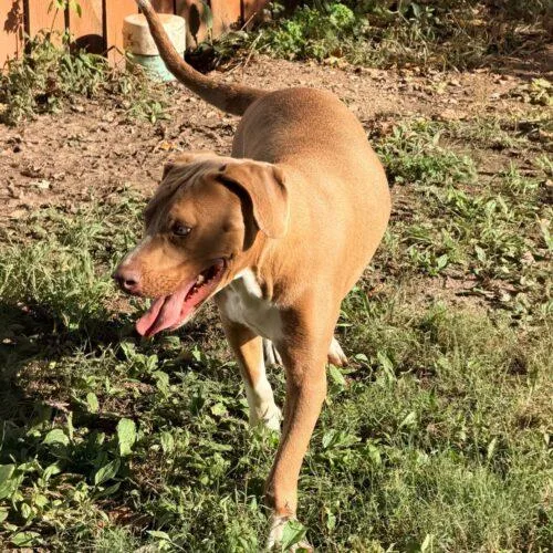 A baby large-sized male Yellow / Tan / Blond / Fawn Pit Bull Terrier dog named Caldwell for adoption in Richmond, MO