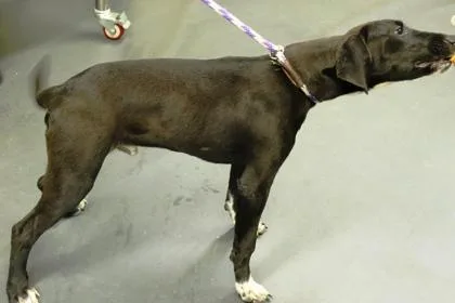 A young medium-sized male Labrador Retriever dog named Coco for adoption in Picayune, MS