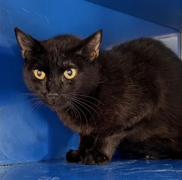 A young small-sized female Domestic Short Hair cat named Olive for adoption in Westminster, MD