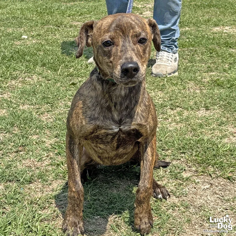 A baby medium-sized male Terrier dog named Codename for adoption in Washington, DC